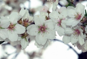 flor del almendro, aceites esenciales