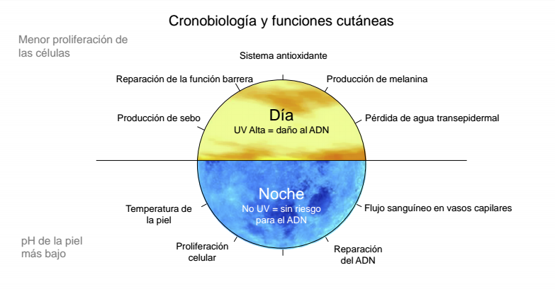 Grafico cronobiología