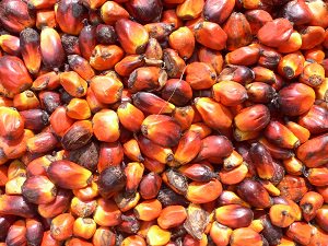 fruto del aceite de palma