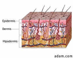 estructura de la piel