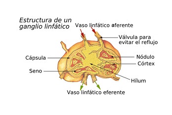 Ganglio linfático