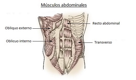Músculos abdominales